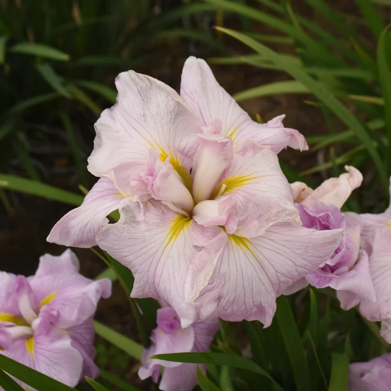 Iris ensata 'Pinkerton' - Iris japonais