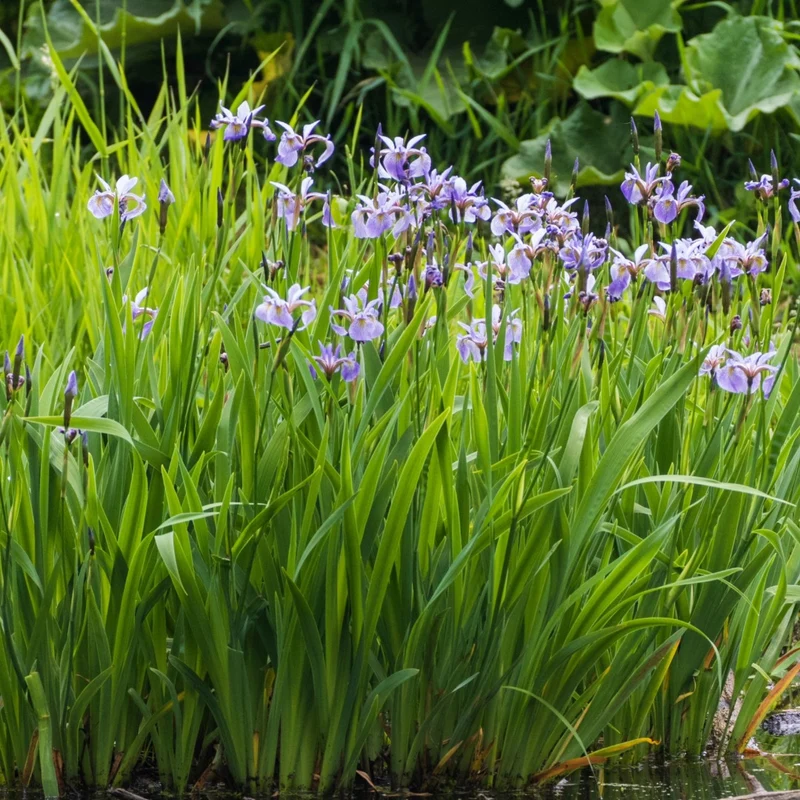 Iris versicolor
