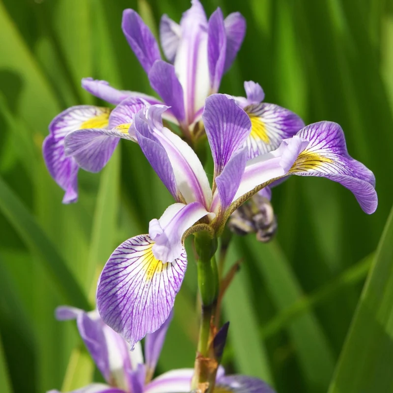 Iris versicolor