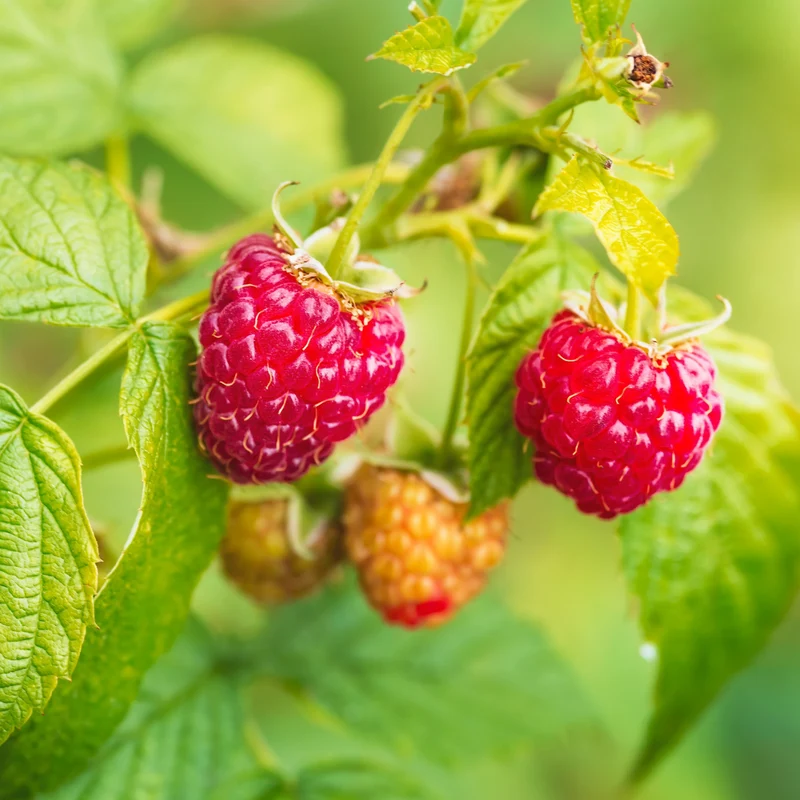 Framboisier rouge 'Killarney' - Rubus idaeus 'Killarney'