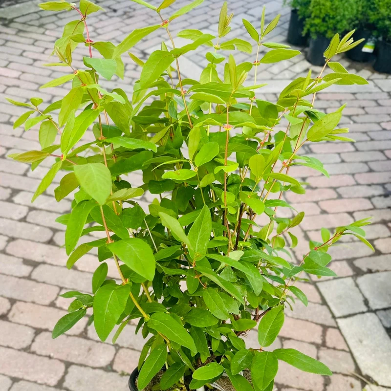 Camérisier 'Boreal Beast' - Lonicera caerulea 'Boreal Beast'