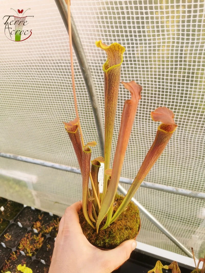 Graines Sarracenia 2025 (SRW01 x OP)