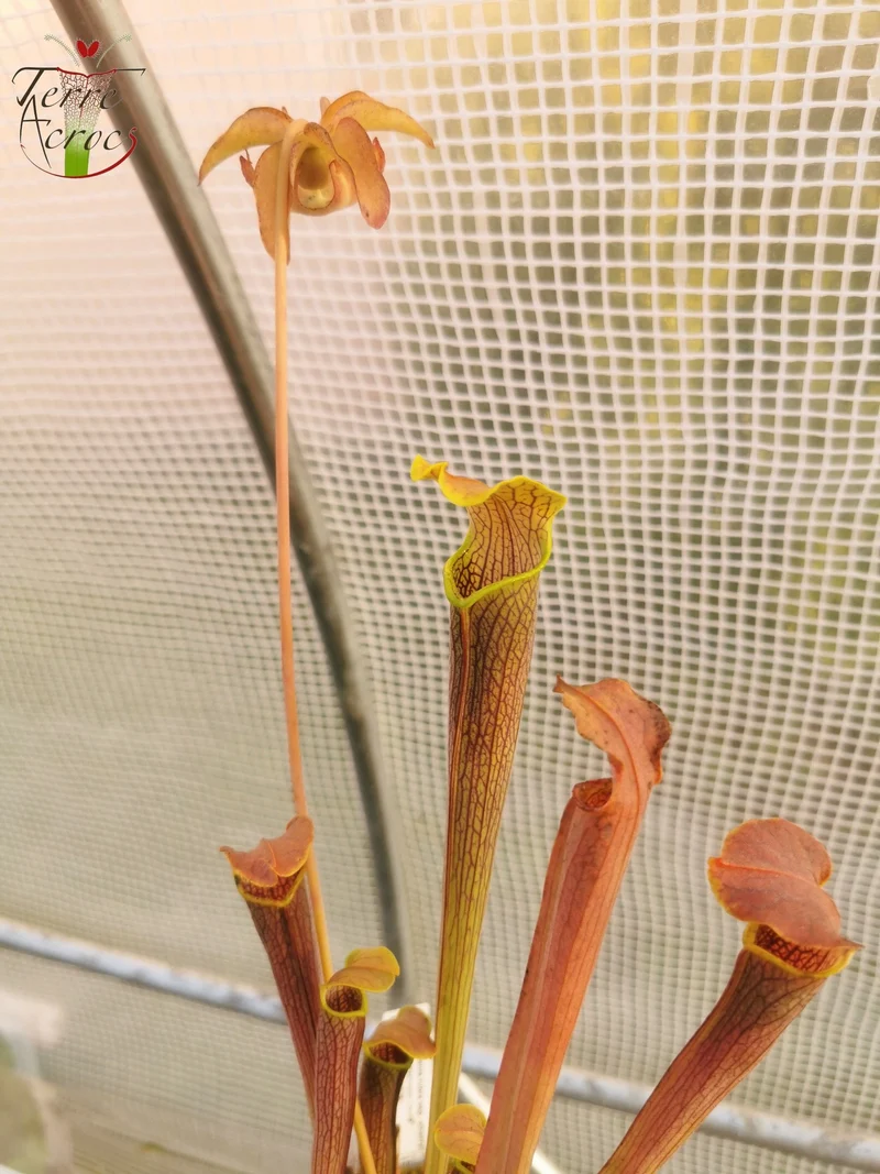 Graines Sarracenia 2025 (SRW01 x OP)
