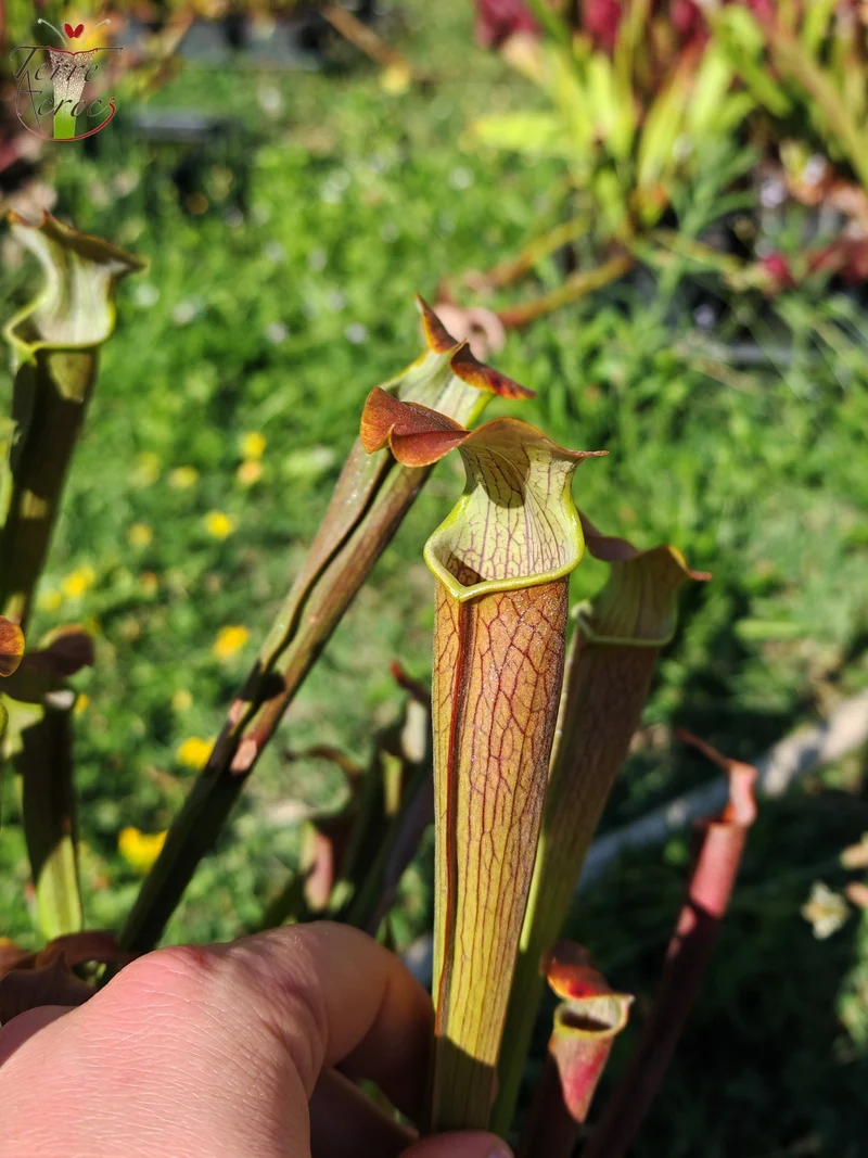 Graines Sarracenia 2025 (SRW01 x OP)