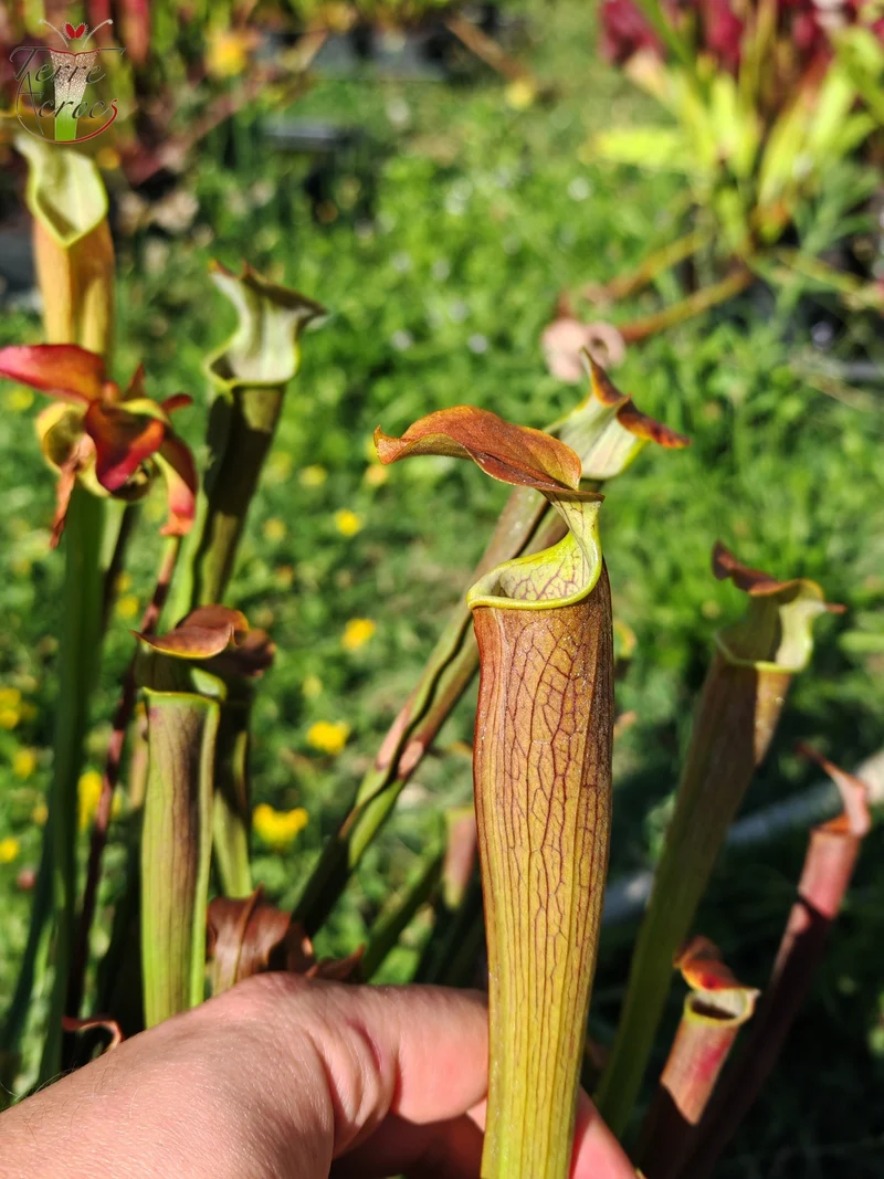 Graines Sarracenia 2025 (SRW01 x OP)