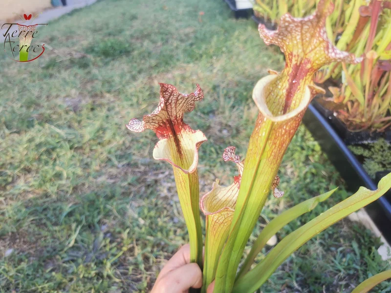 SXM13 Sarracenia x moorei -- "Tyrex"