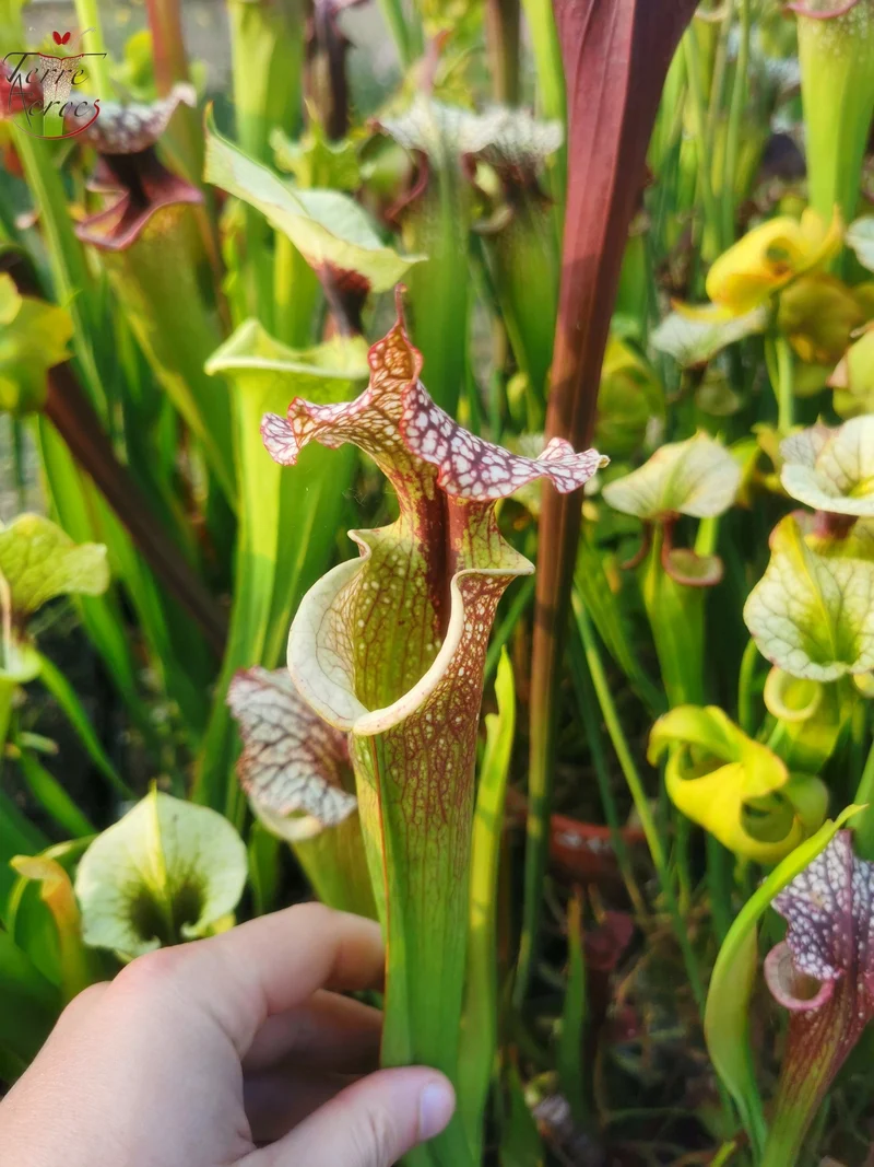SXM13 Sarracenia x moorei -- "Tyrex"