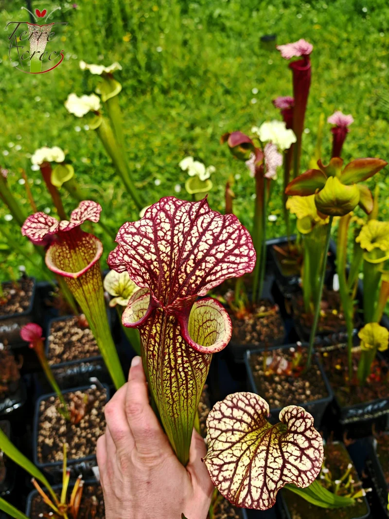 SXM10a Sarracenia x moorei -- "Elizabeth Aydon" (H193, MK)