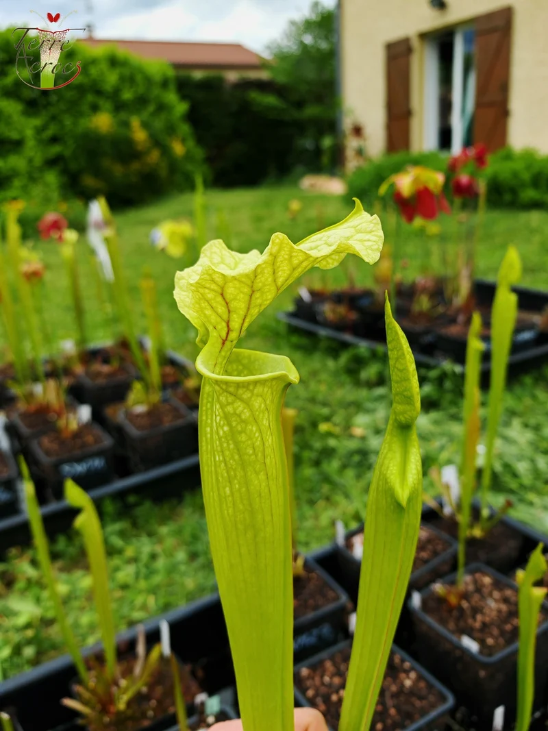 SXM26 Sarracenia x moorei -- ‘Leviathan’ (H393, MK)