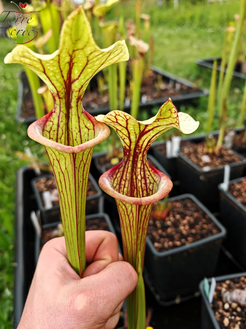 SXM25a Sarracenia x moorei -- ‘Inspiration’ (HA19A, MSrba)