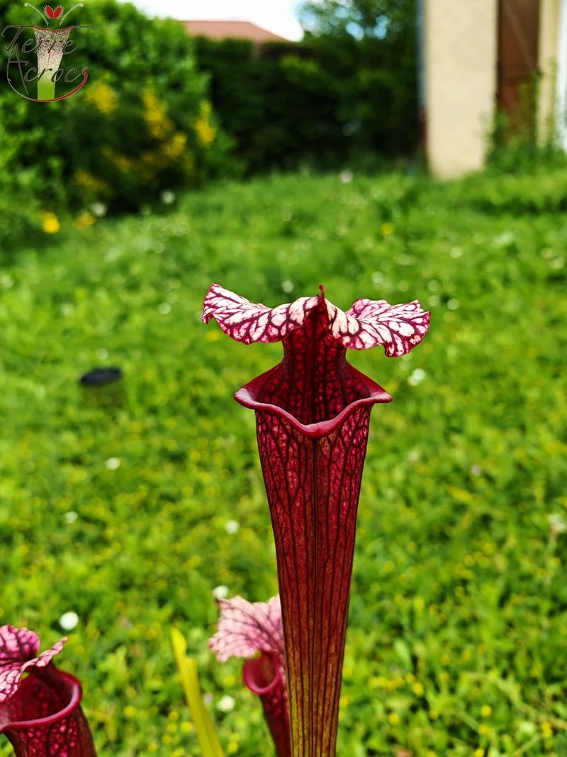 SXM17 Sarracenia x moorei -- (S. flava var. rubricorpora (F149, MK) x S. leucophylla -- (L18, MK))