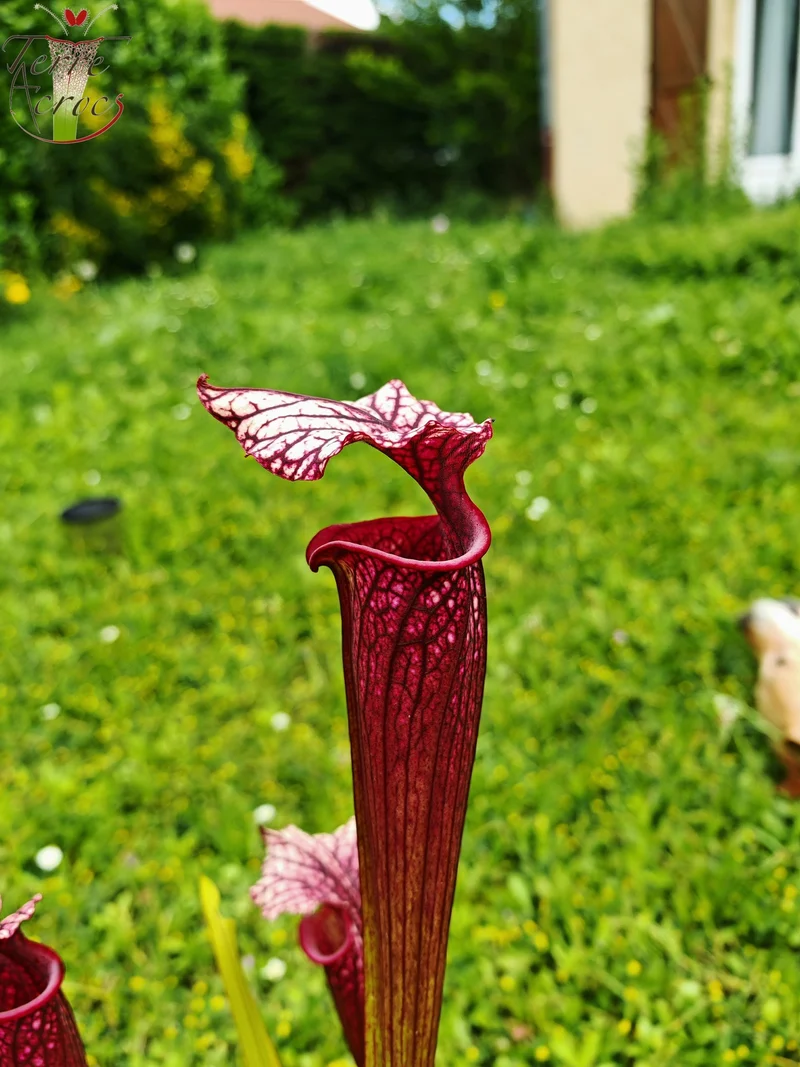 SXM17 Sarracenia x moorei -- (S. flava var. rubricorpora (F149, MK) x S. leucophylla -- (L18, MK))