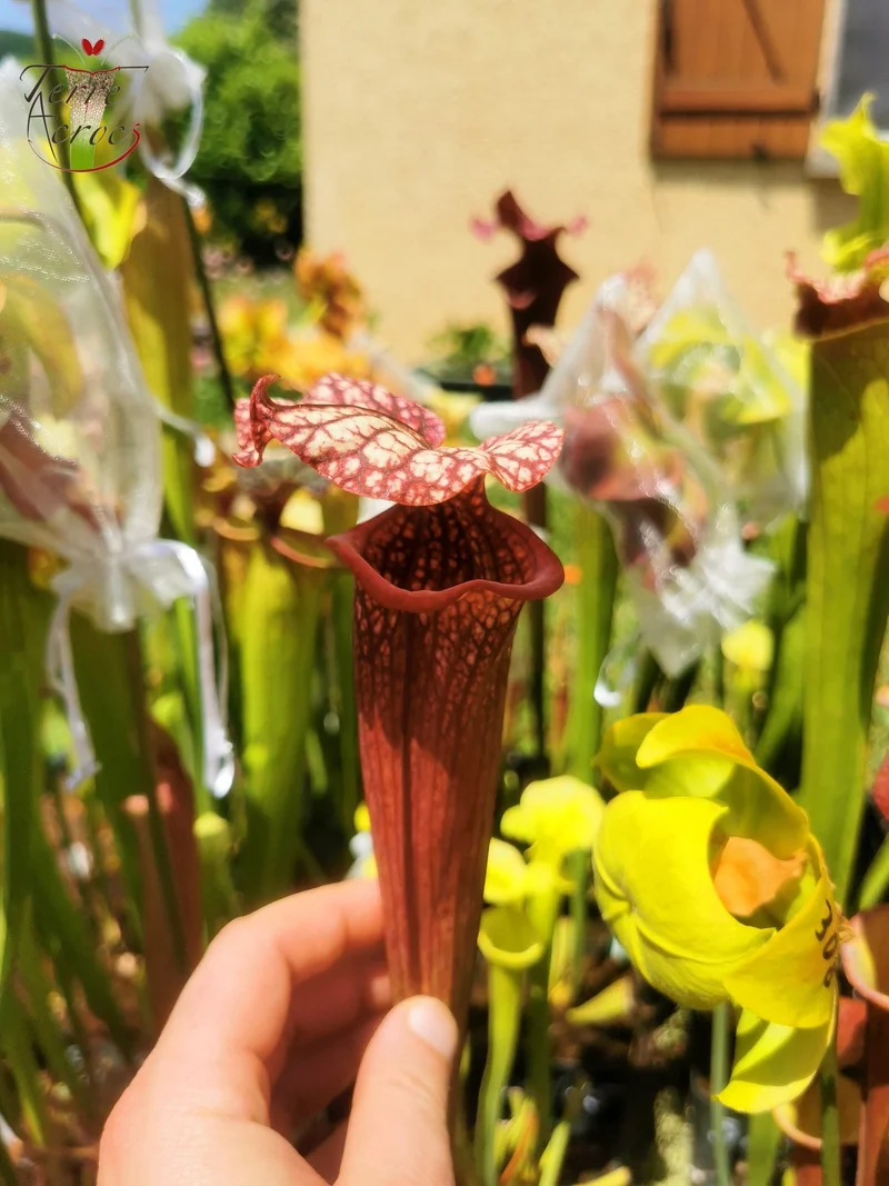 SXM17 Sarracenia x moorei -- (S. flava var. rubricorpora (F149, MK) x S. leucophylla -- (L18, MK))