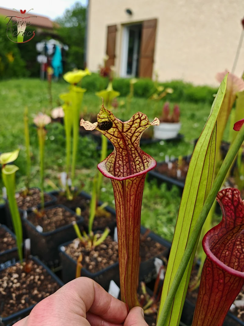 SXM28a Sarracenia x moorei -- 'Saurus'