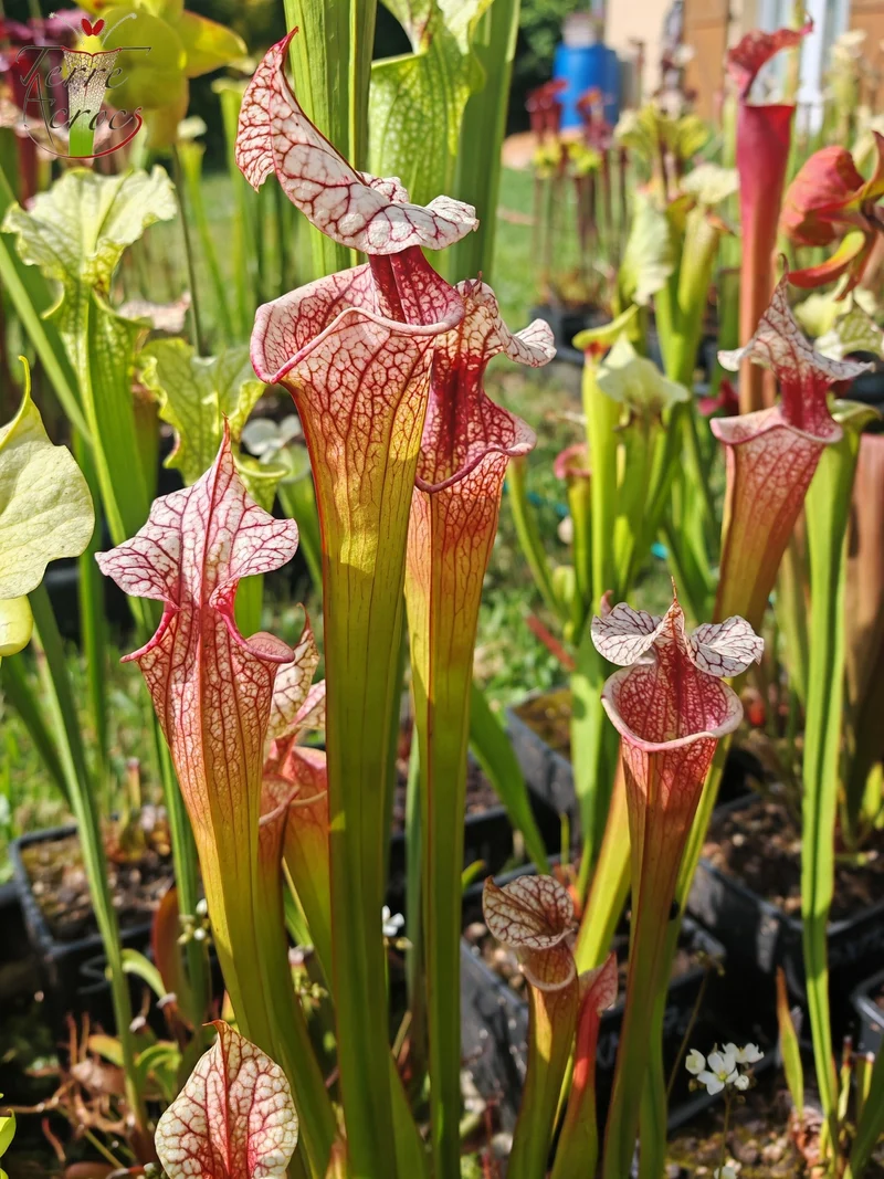 SXM27a Sarracenia x moorei -- ‘Atlas 5’