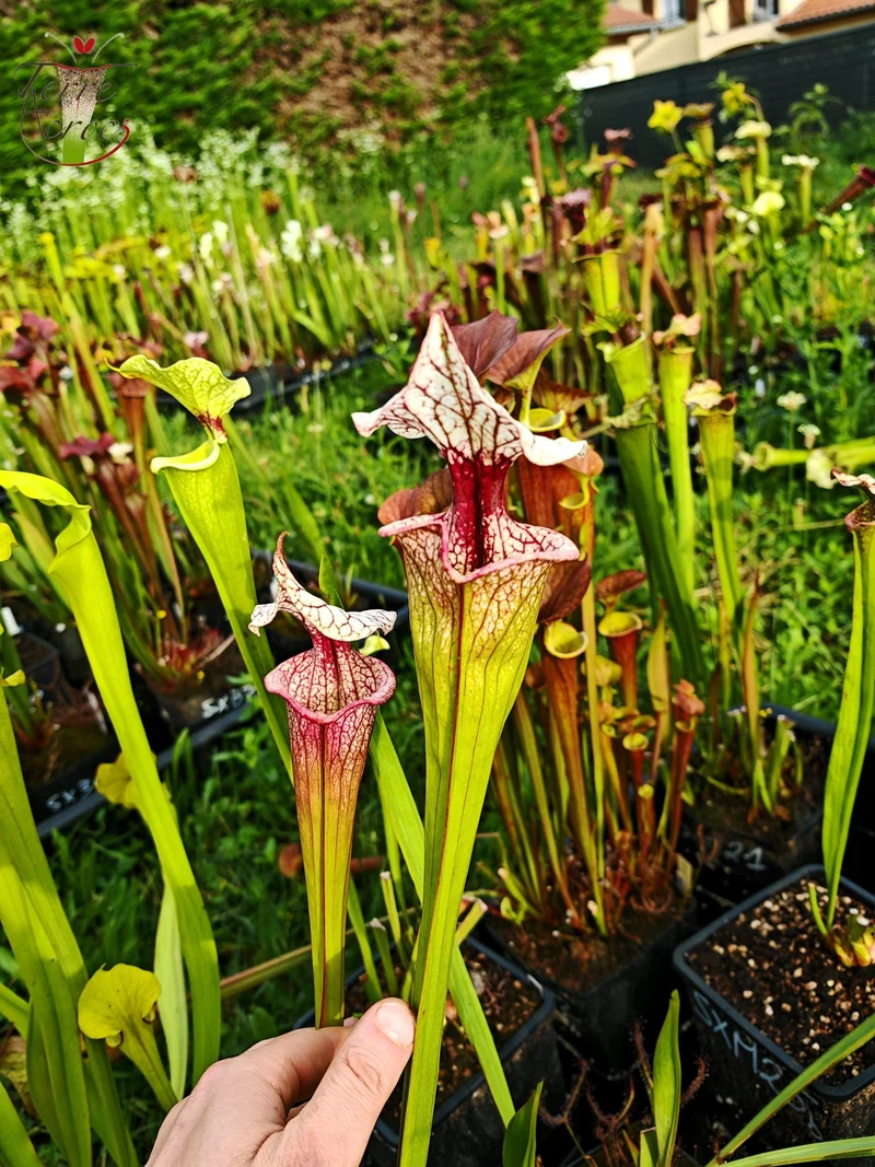 SXM27a Sarracenia x moorei -- ‘Atlas 5’