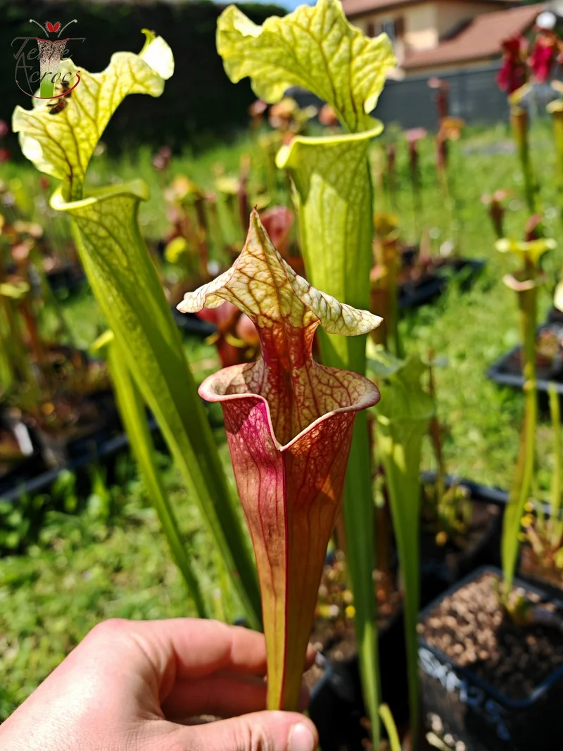 SXM27a Sarracenia x moorei -- ‘Atlas 5’