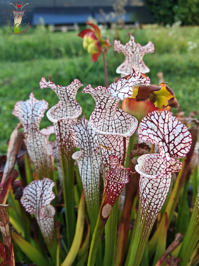 SL08 Sarracenia leucophylla -- "Helmut's Delight" (L81, MK)