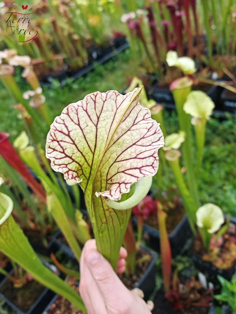 SXM35 Sarracenia x moorei -- "Gentleman"