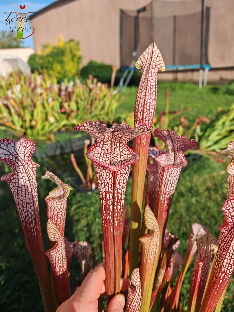 SL18 Sarracenia leucophylla -- (“Burgundy”-- Red & White, (Phil Sheridan)(L57, MK) x Splinter Hill, (WS), red selected plants (L38C (or L8)