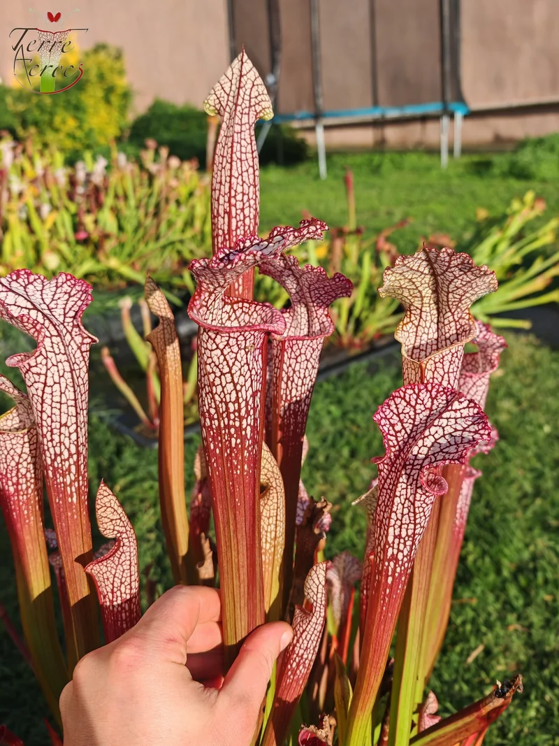 SL18 Sarracenia leucophylla -- (“Burgundy”-- Red & White, (Phil Sheridan)(L57, MK) x Splinter Hill, (WS), red selected plants (L38C (or L8)