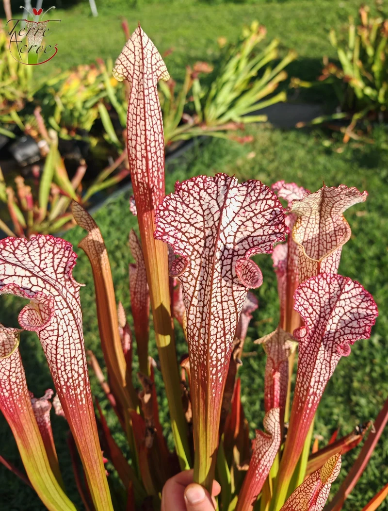 SL18 Sarracenia leucophylla -- (“Burgundy”-- Red & White, (Phil Sheridan)(L57, MK) x Splinter Hill, (WS), red selected plants (L38C (or L8)
