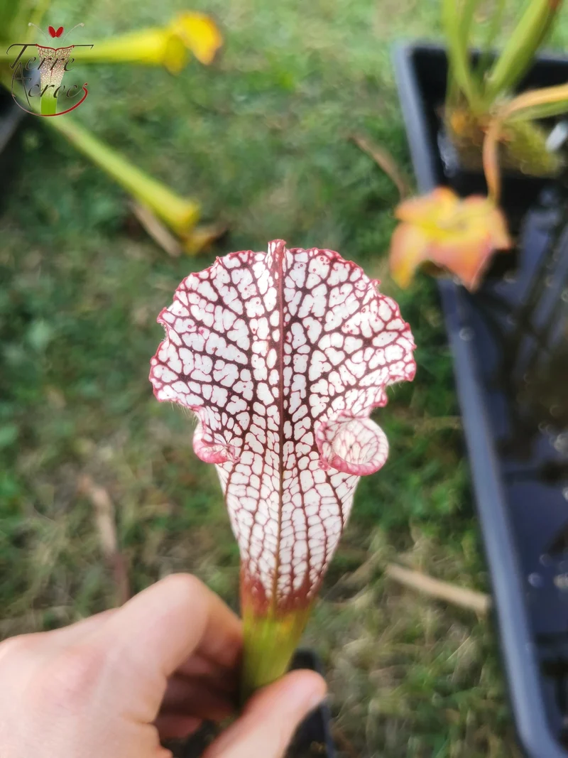 SL16 Sarracenia leucophylla – Wilkerson Bog, Walton Co, FL (WS) (L104B, MK)