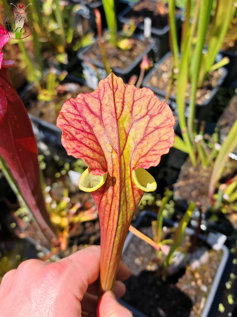 SXM37 Sarracenia x moorei -- “Red Anilina”