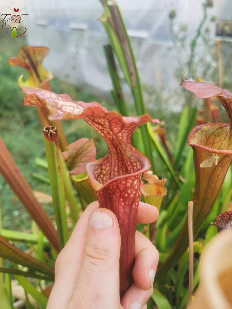 SXM37 Sarracenia x moorei -- “Red Anilina”