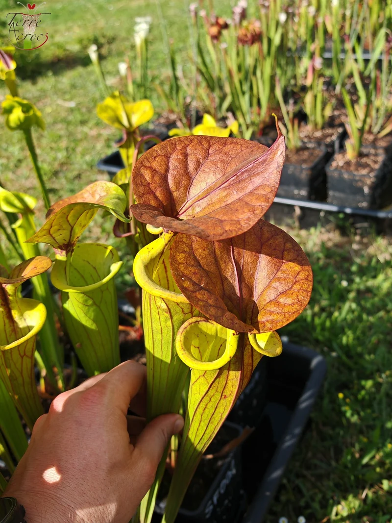 SFC04 Sarracenia flava var. cuprea -- Very Large, veined with a red line in the neck, dark copper lid in spring (CT2, CK)
