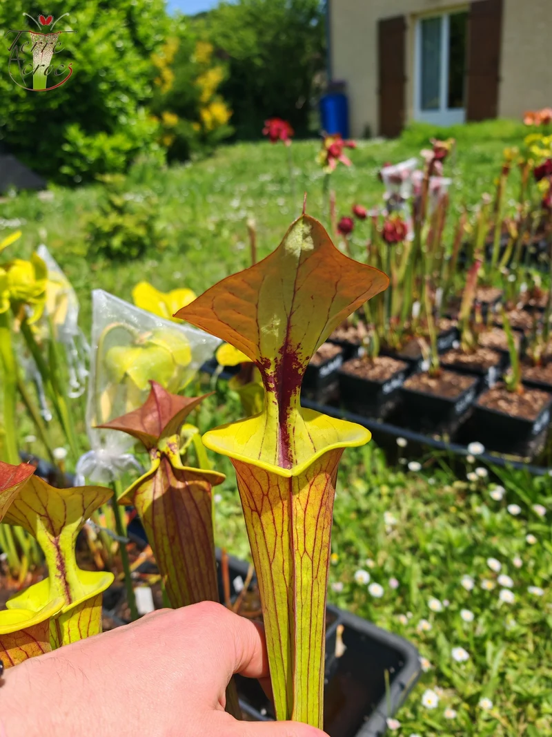 SFC04 Sarracenia flava var. cuprea -- Very Large, veined with a red line in the neck, dark copper lid in spring (CT2, CK)