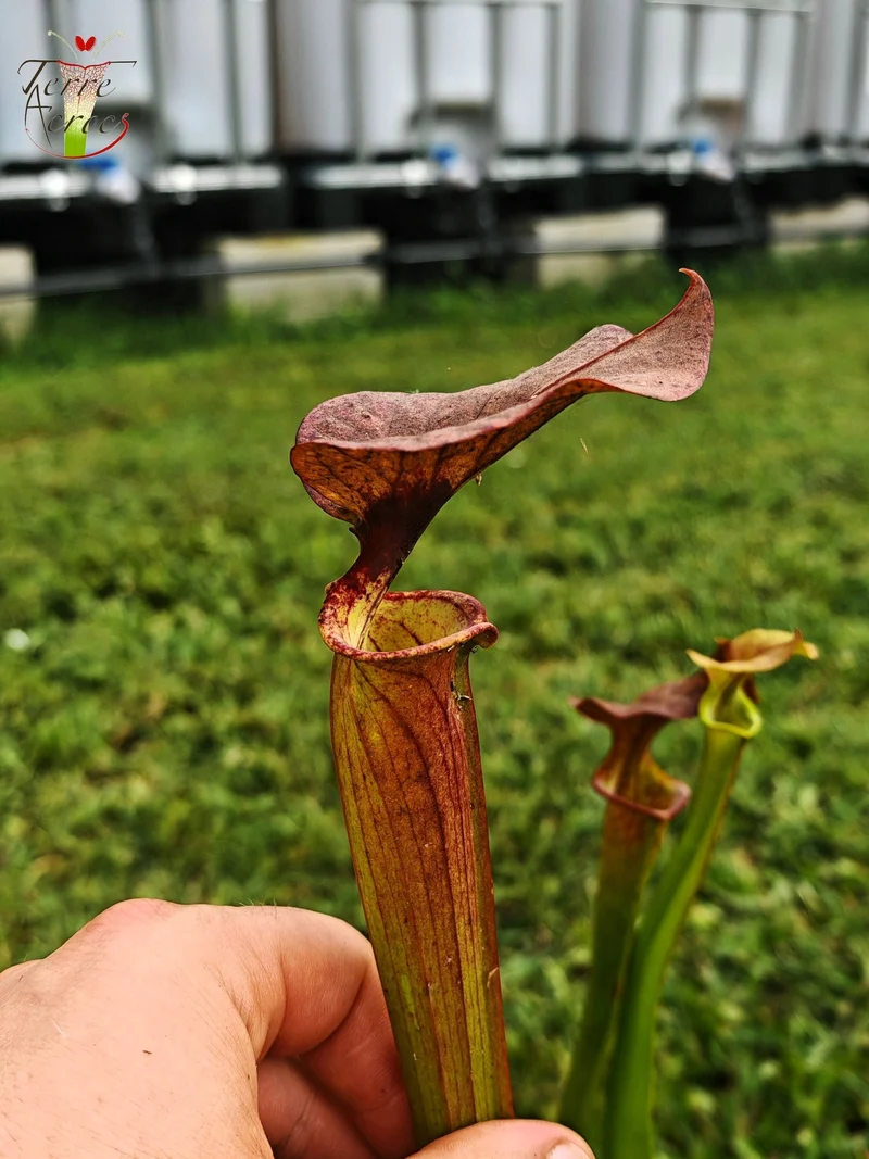 SXP24 Sarracenia hybride (moorei mix seed, with cuprea characters)