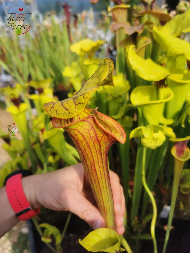SFO04 Sarracenia flava var. ornata -- Dipping lid, Cooks Carnivorous Plants (MK, F87)