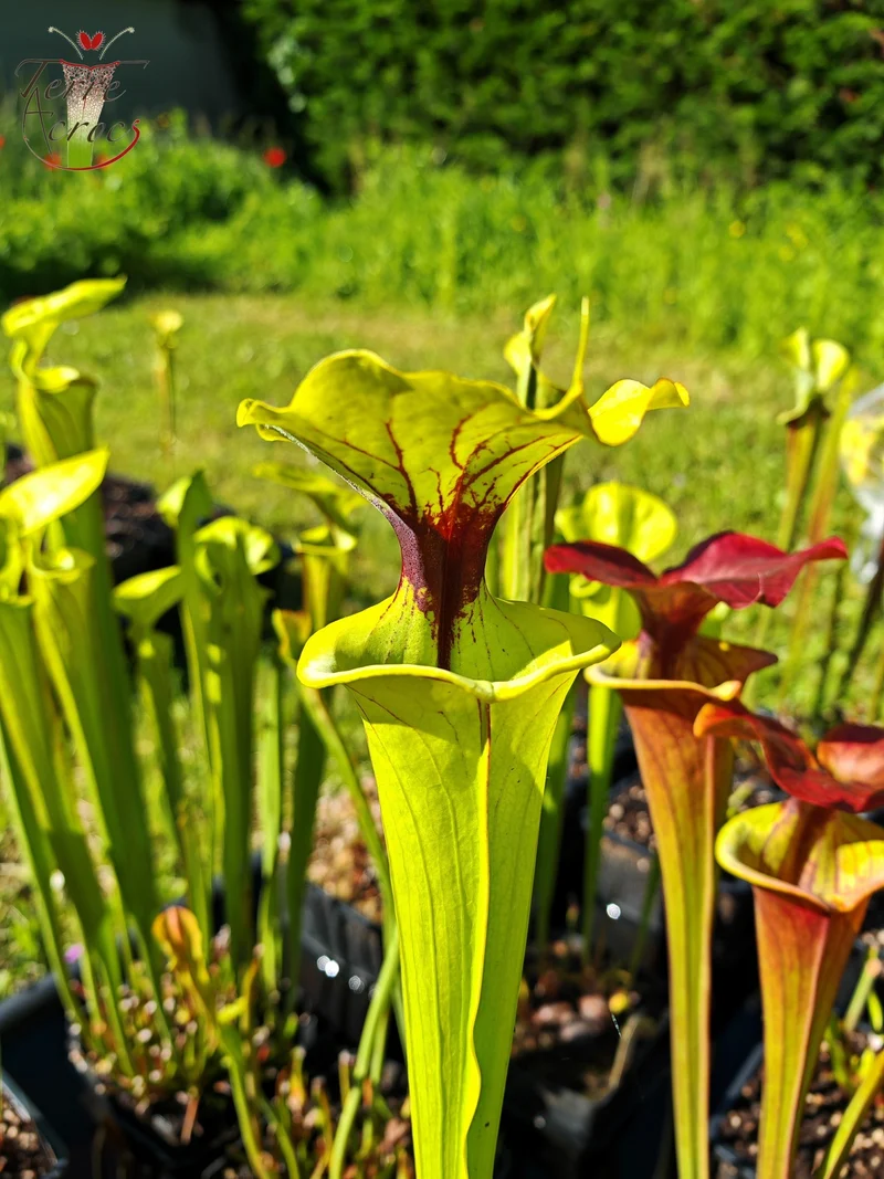 SFX07 Sarracenia flava -- clone vigoureux (GB)