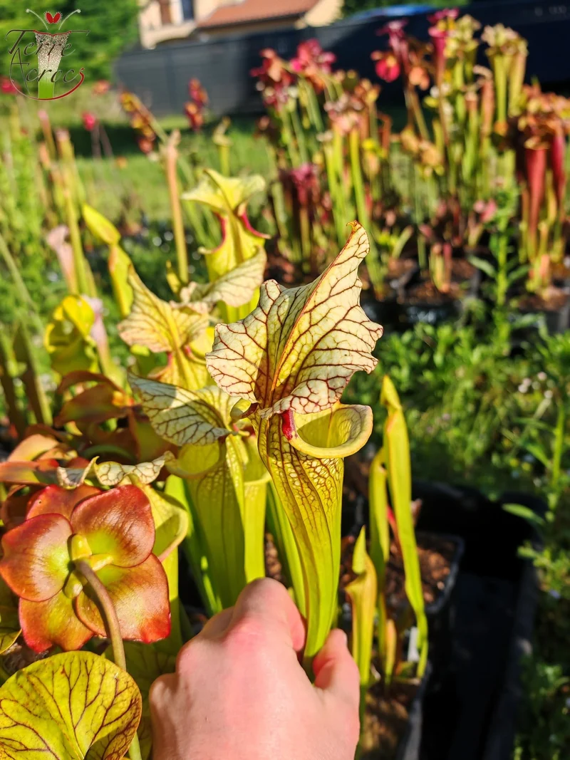 SX42 Sarracenia x (leucophylla heterophylla anthocyanin free x ‘Adrian Slack’)