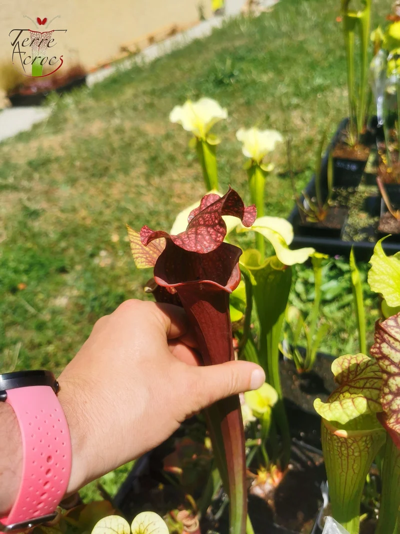SXM14 Sarracenia x moorei -- 'Royal Ruby' (H239, MK)