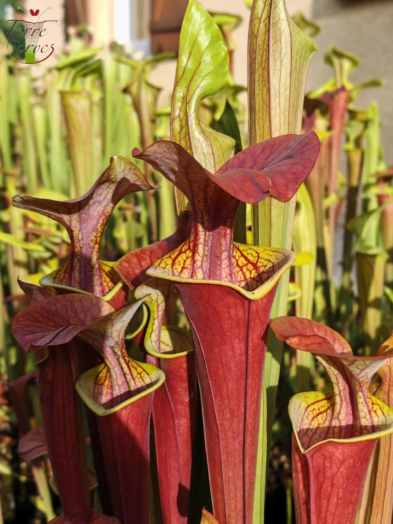 SFA05 Sarracenia flava var. atropurpurea -- (All red form, Blackwater River State Forest, FLW, (F27A, MK) x “Kimber Red Ruffles”(F195, MK))