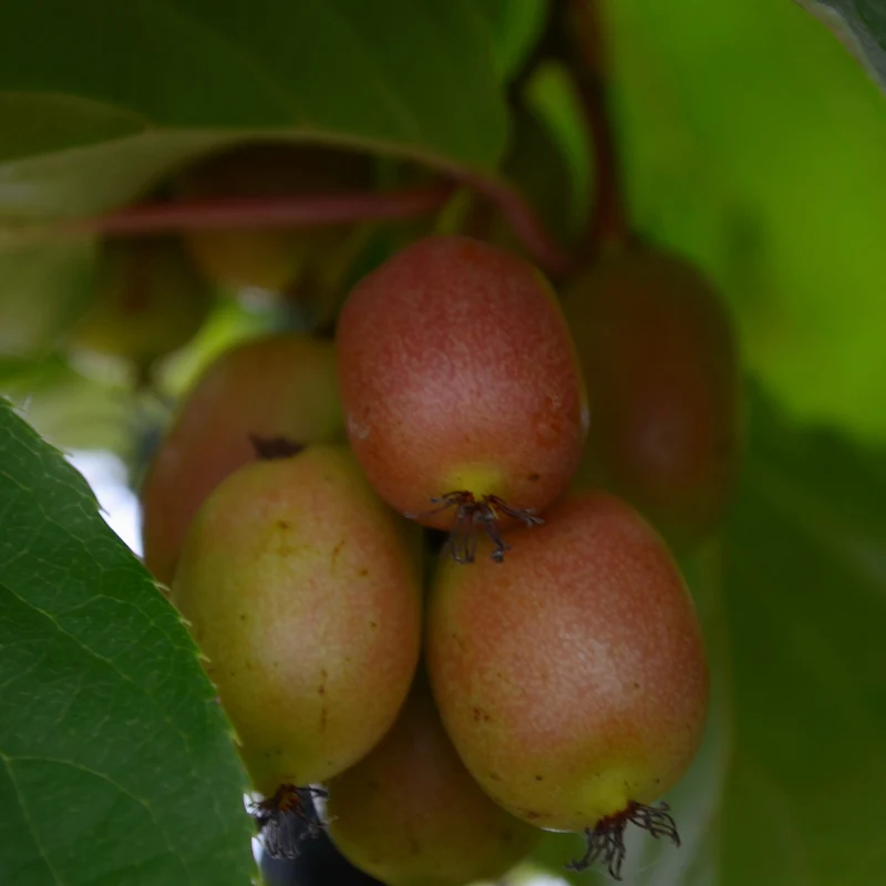 Kiwi arctique 'Geneva' (femelle) - Actinidia arguta 'Geneva'