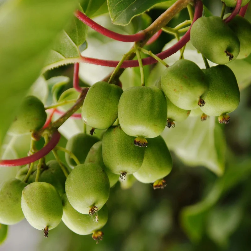 Kiwi arctique 'Geneva' (femelle) - Actinidia arguta 'Geneva'