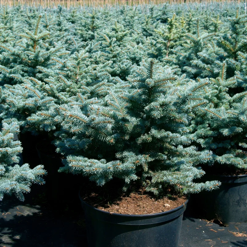 Picea pungens 'Glauca Globosa' - Épinette bleue du Colorado naine
