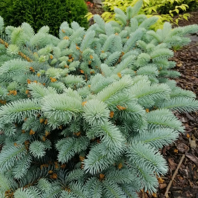 Picea pungens 'Glauca Globosa' - Épinette bleue du Colorado naine