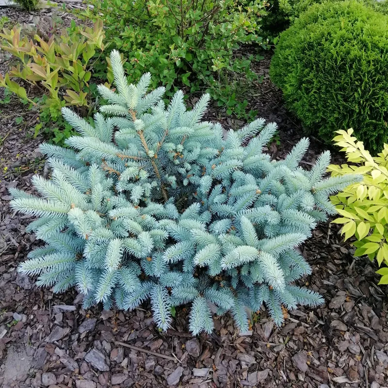 Picea pungens 'Glauca Globosa' - Épinette bleue du Colorado naine