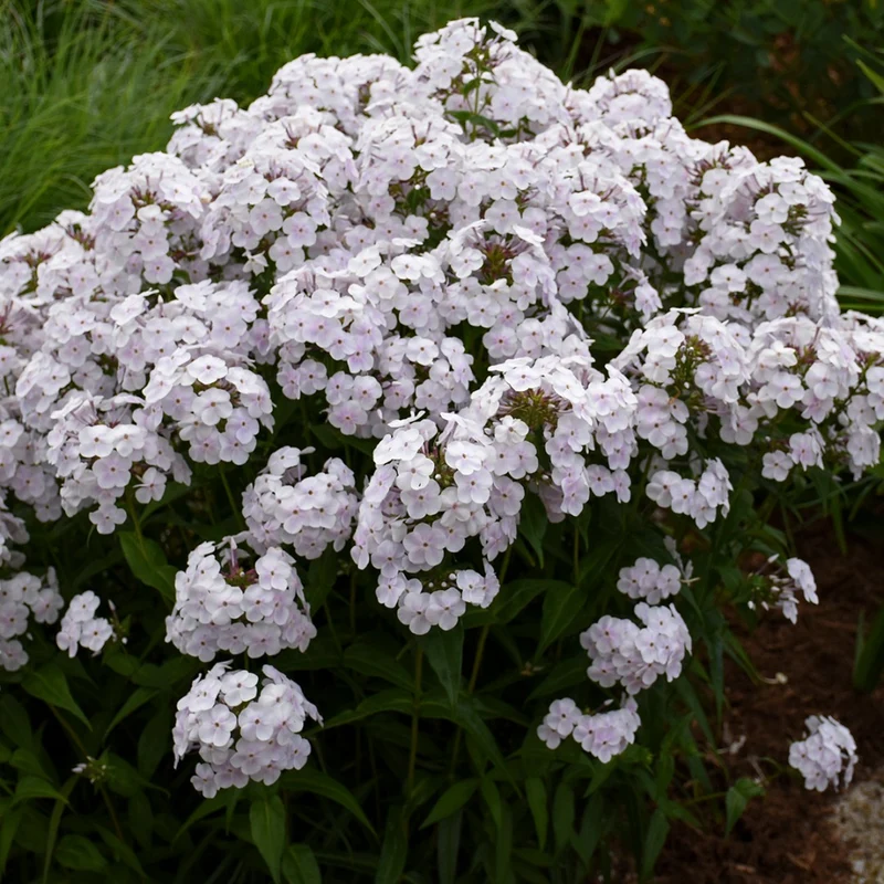 Phlox paniculata 'Fashionably Early Crystal' – Phlox paniculé