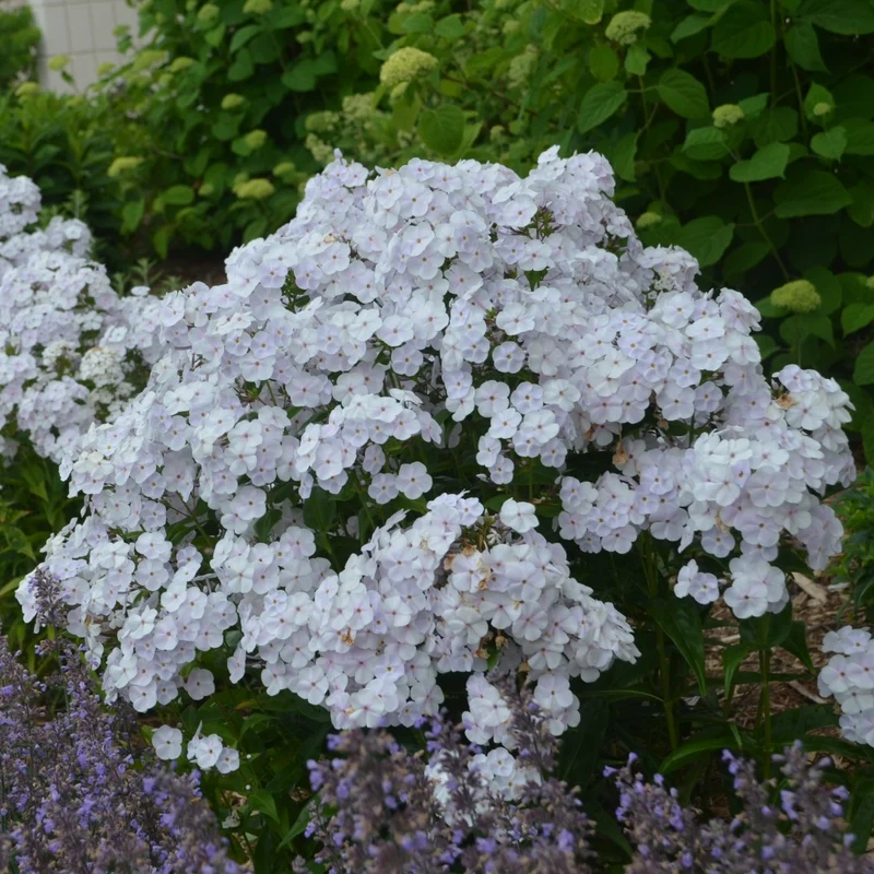 Phlox paniculata 'Fashionably Early Crystal' – Phlox paniculé