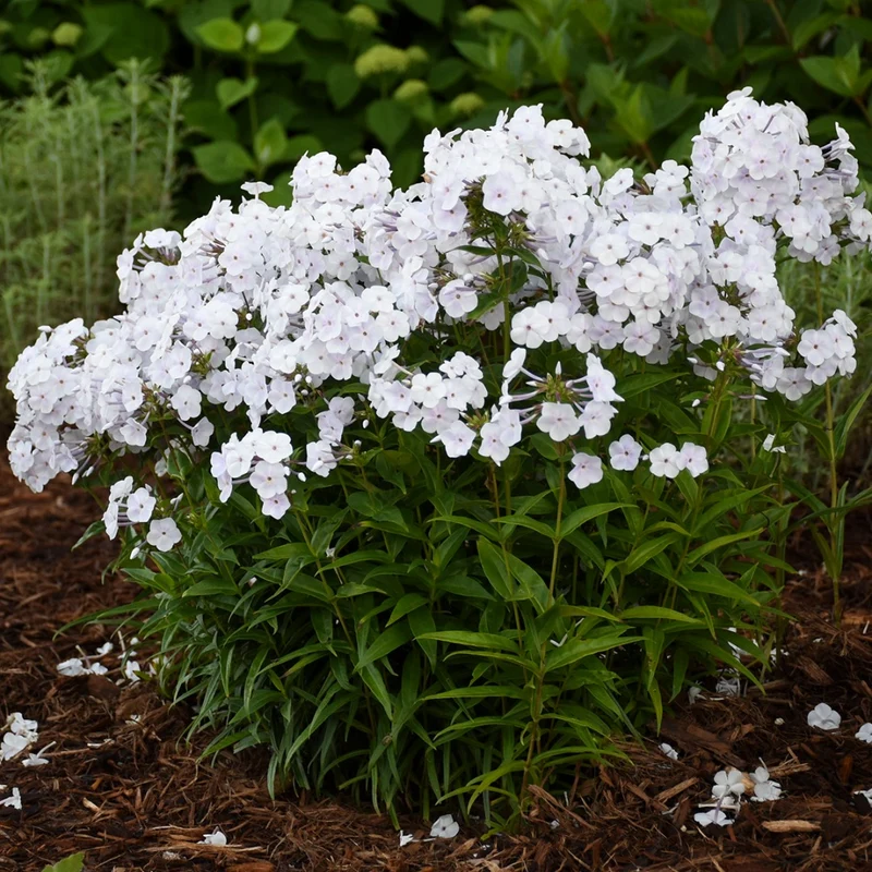 Phlox paniculata 'Fashionably Early Crystal' – Phlox paniculé