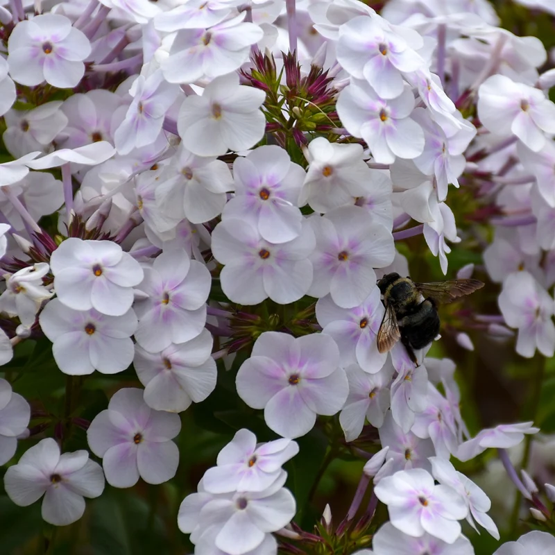 Phlox paniculata 'Fashionably Early Crystal' – Phlox paniculé