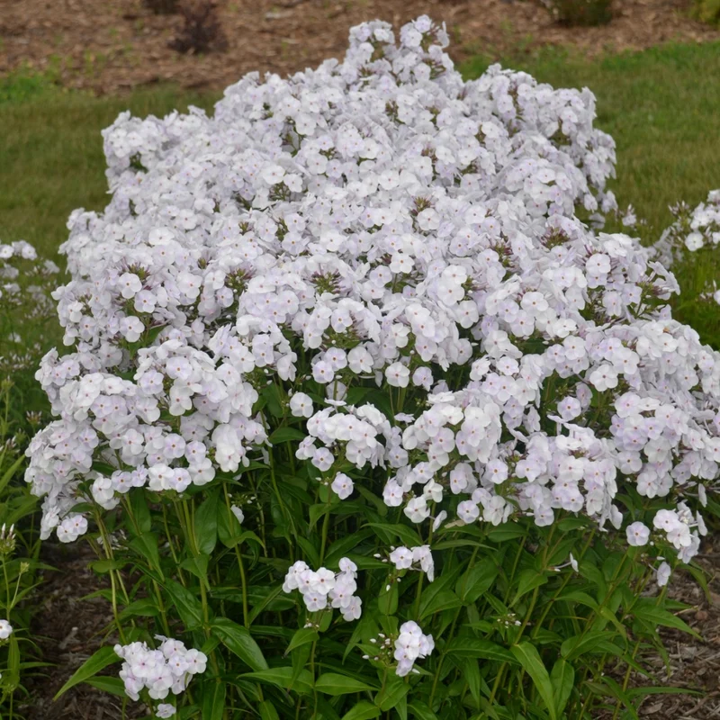 Phlox paniculata 'Fashionably Early Crystal' – Phlox paniculé