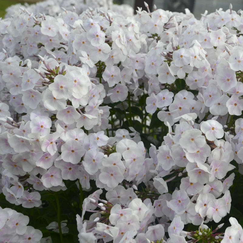 Phlox paniculata 'Fashionably Early Crystal' – Phlox paniculé