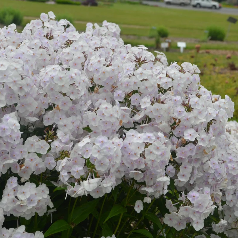 Phlox paniculata 'Fashionably Early Crystal' – Phlox paniculé