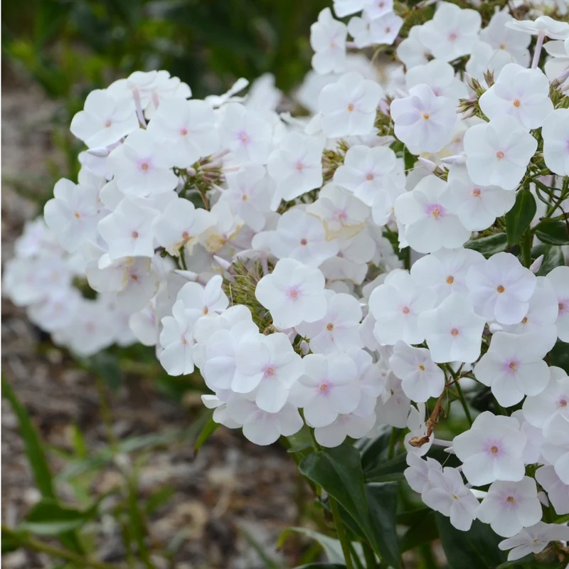 Phlox paniculata 'Fashionably Early Crystal' – Phlox paniculé